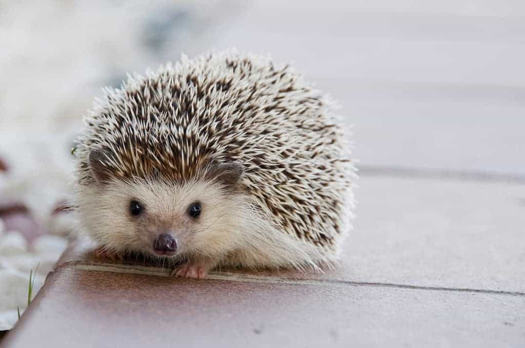 Help De Egel De Winter Door Dit Eten Egels Blijtijds Nl